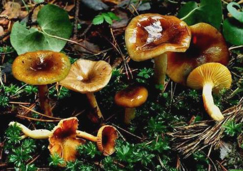   - Hygrophorus olivaceoalbus